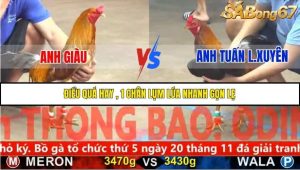 Trận 3 Bồ Gà C5 Ngày 19/11/2025