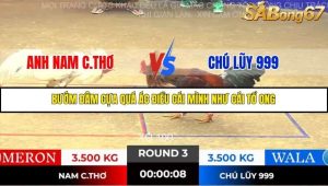 Trận 3 Bồ Gà Tonhon 14/11/2025