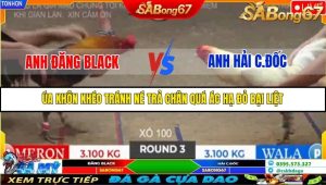 Trận 3 Bồ Gà Tonhon ngày 2/11/2025