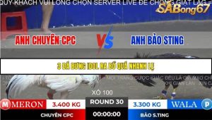 Trận 30 Bồ Gà Tonhon 14/11/2025