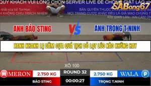 Trận 32 Bồ Gà Tonhon ngày 2/11/2025