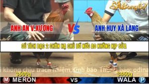 Trận 33 Bồ Gà C4 27/11/2025