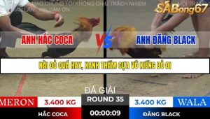 Trận 35 Bồ Gà Tonhon 28/11/2025