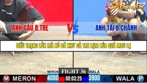 Trận 36 Bồ Gà C3 30/11/2025