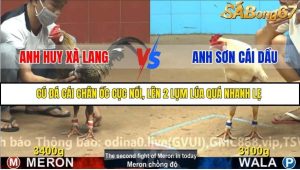 Trận 36 Bồ Gà C4 27/11/2025