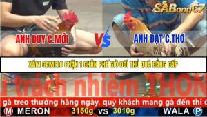 Trận 36 Bồ Gà C5 Ngày 19/11/2025