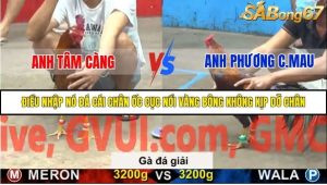Trận 36 Bồ Gà C5 Ngày 20/11/2025
