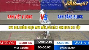 Trận 36 Bồ Gà Tonhon 28/11/2025