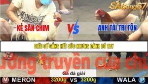 Trận 37 Bồ Gà C5 Ngày 20/11/2025