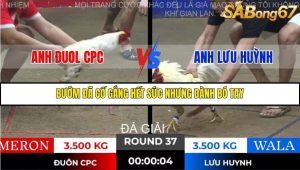 Trận 37 Bồ Gà Tonhon 28/11/2025