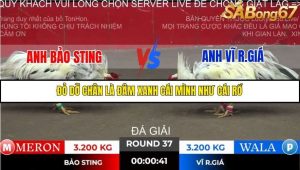 Trận 37 Bồ Gà Tonhon ngày 2/11/2025