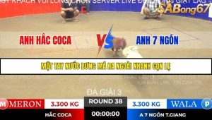 Trận 38 Bồ Gà Tonhon 14/11/2025