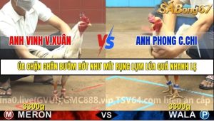 Trận 4 Bồ Gà C4 29/11/2025