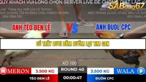 Trận 40 Bồ Gà Tonhon ngày 2/11/2025