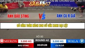 Trận 42 Bồ Gà Tonhon ngày 2/11/2025