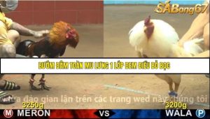 Trận 43 Bồ Gà C4 Ngày 21/11/2025