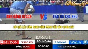 Trận 44 Bồ Gà Tonhon 14/11/2025