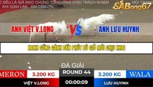 Trận 44 Bồ Gà Tonhon 28/11/2025