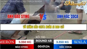 Trận 48 Bồ Gà Tonhon 28/11/2025