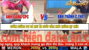 Trận 5 Bồ Gà C4 Ngày 11/11/2025