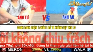 Trận 5 Bồ Gà C5 Ngày 10/11/2025