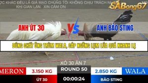 Trận 50 Bồ Gà Tonhon 28/11/2025