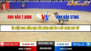 Trận 53 Bồ Gà Tonhon 14/11/2025