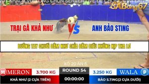 Trận 54 Bồ Gà Tonhon 14/11/2025