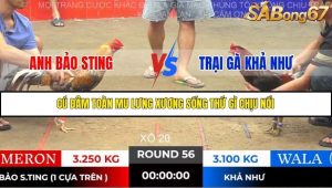 Trận 56 Bồ Gà Tonhon 14/11/2025