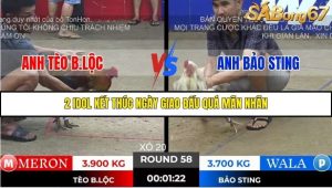 Trận 58 Bồ Gà Tonhon 28/11/2025