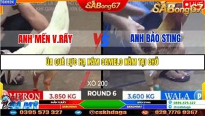 Trận 6 Bồ Gà Tonhon ngày 2/11/2025