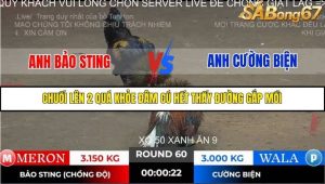 Trận 60 Bồ Gà Tonhon ngày 2/11/2025