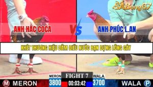 Trận 7 Bồ Gà C3 30/11/2025