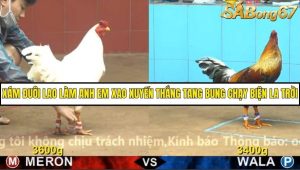 Trận 7 Bồ Gà C4 29/11/2025