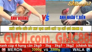 Trận 7 Bồ Gà C5 Ngày 16/11/2025