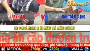 Trận 7 Bồ Gà C5 Ngày 24/11/2025