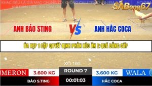 Trận 7 Bồ Gà Tonhon 14/11/2025