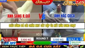 Trận 7 Bồ Gà Tonhon ngày 2/11/2025