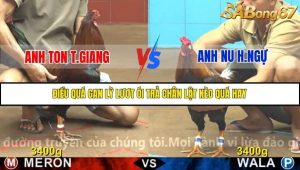 Trận 8 Bồ Gà C4 Ngày 18/11/2025