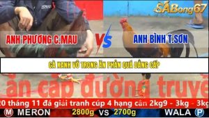 Trận 8 Bồ Gà C5 Ngày 20/11/2025