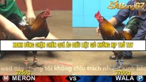 Trận 9 Bồ Gà C4 29/11/2025