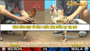 Trận 9 Bồ Gà C4 Ngày 13/11/2025