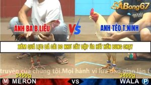 Trận 9 Bồ Gà C4 Ngày 19/11/2025