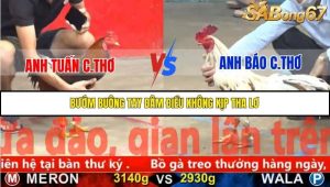 Trận 9 Bồ Gà C5 Ngày 16/11/2025