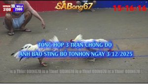 Anh Bảo Sting chồng độ 3 bồ Tonhon