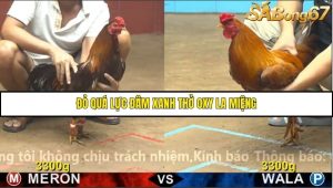 Trận 11 Bồ Gà C4 1/12/2025