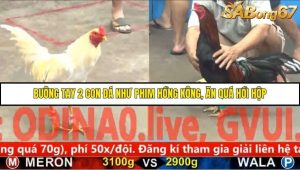 Trận 11 Bồ Gà C5 Ngày 1/12/2025