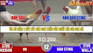 Trận 12 Bồ Gà Tonhon 3/12/2025