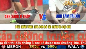 Trận 15 Bồ Gà C5 2/12/2025