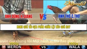 Trận 16 Bồ Gà C4 1/12/2025